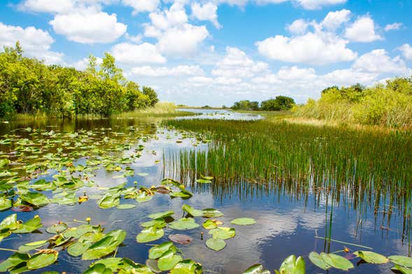 Offerta: Everglades + Tour panoramico + Ville dei VIP