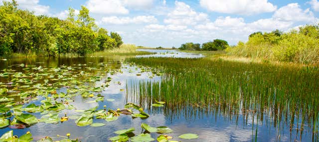 Combo: Everglades + Sightseeing Tour + Celebrity Homes