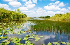 Oferta: Everglades + Tour panorámico + Casas de los Famosos