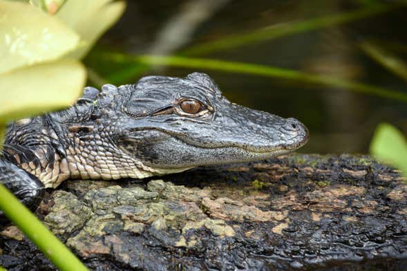 Excursão aos Everglades