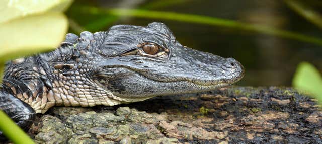 Excursión a los Everglades