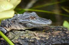 Excursão aos Everglades