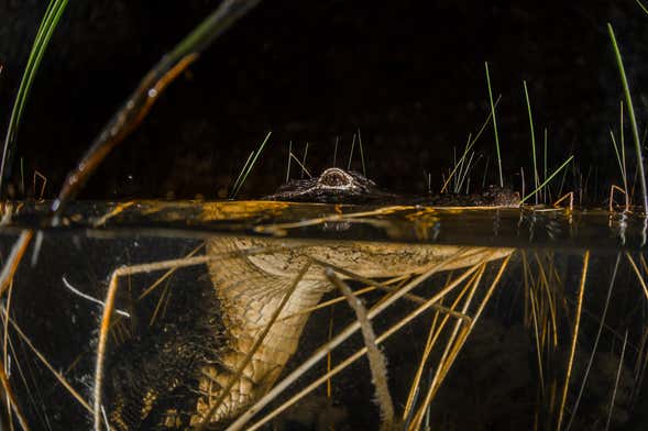 Excursión nocturna a los Everglades