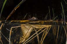 Excursión nocturna a los Everglades