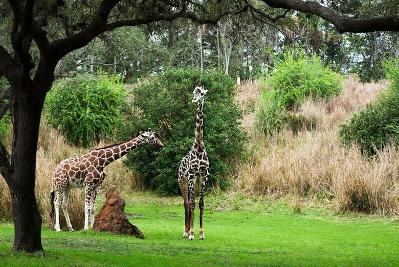 Animal Kingdom