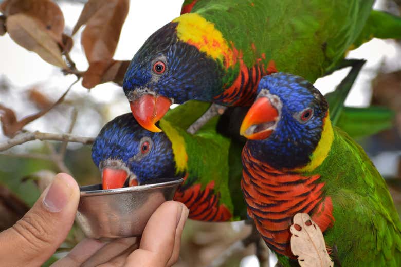 Alimentando loritos arcoíris