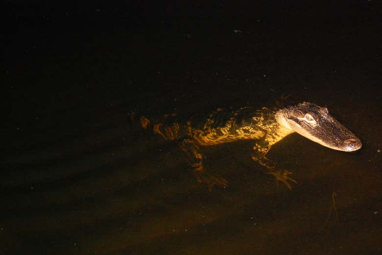 Caimán saliendo del agua en plena oscuridad