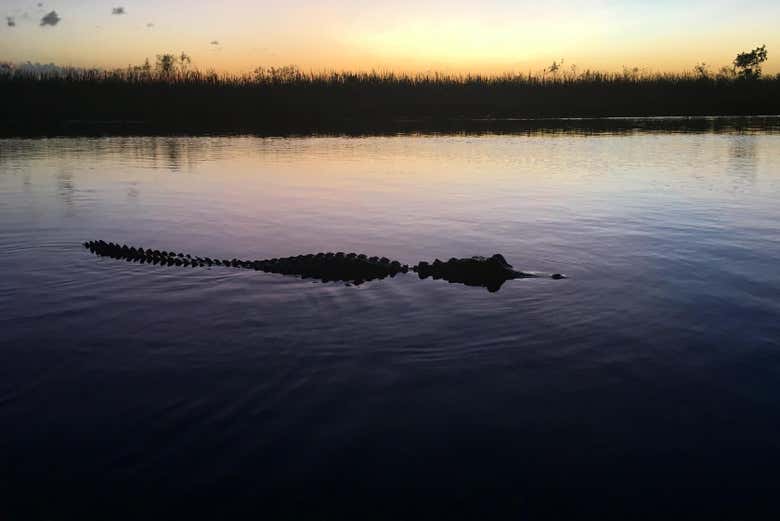 Un caimán emergiendo del agua