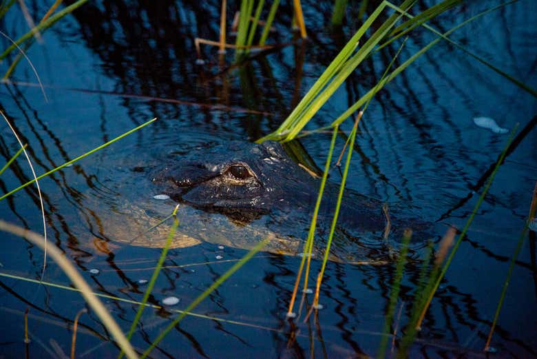 Des crocodiles et des caïmans