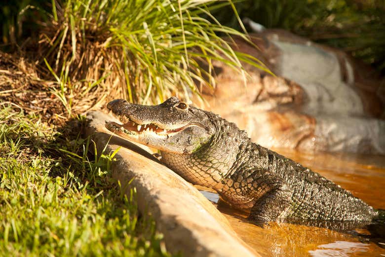 Parmi les caïmans et les crocodiles