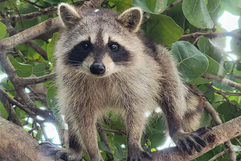 Podremos ver de cerca a los mapaches de Raccoon Island