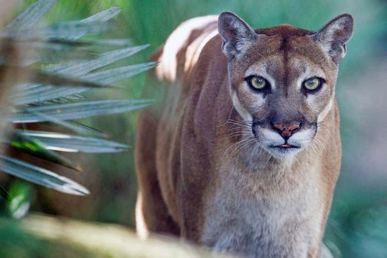 La elegancia de un puma