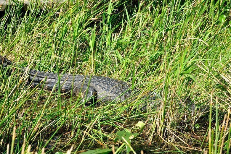 Caiman resting in the long grass