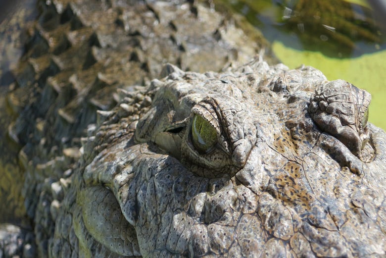 Paseando entre caimanes y cocodrilos