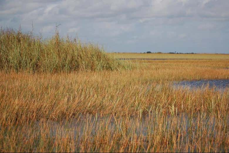 Paisagens dos Everglades