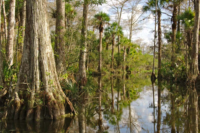 Everglades