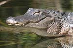 Excursion aux Everglades