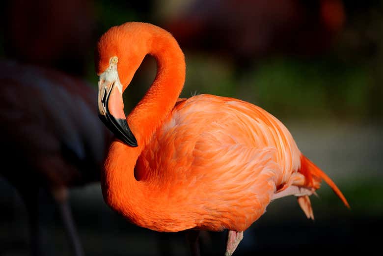 Um flamingo no zoológico
