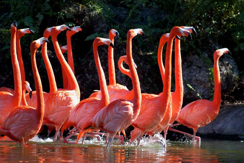 Flamencos en el zoo