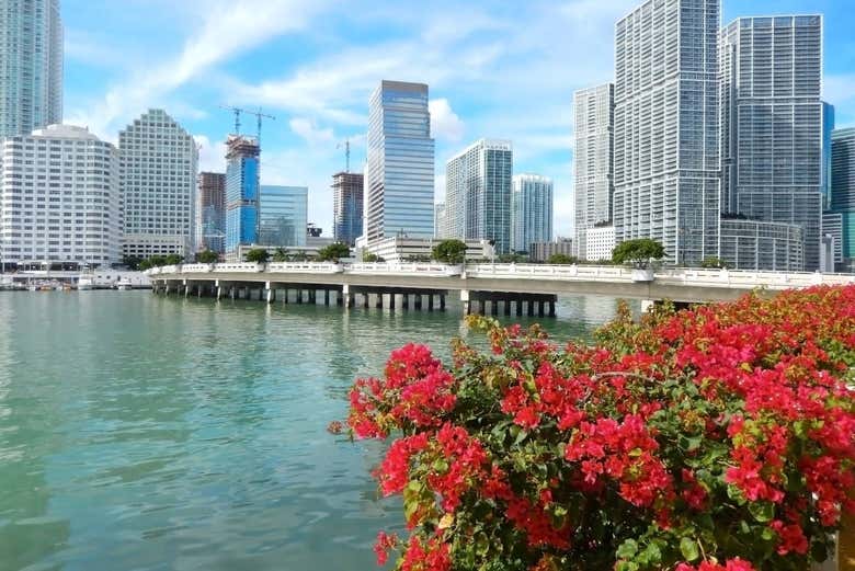 Flores em Biscayne Bay