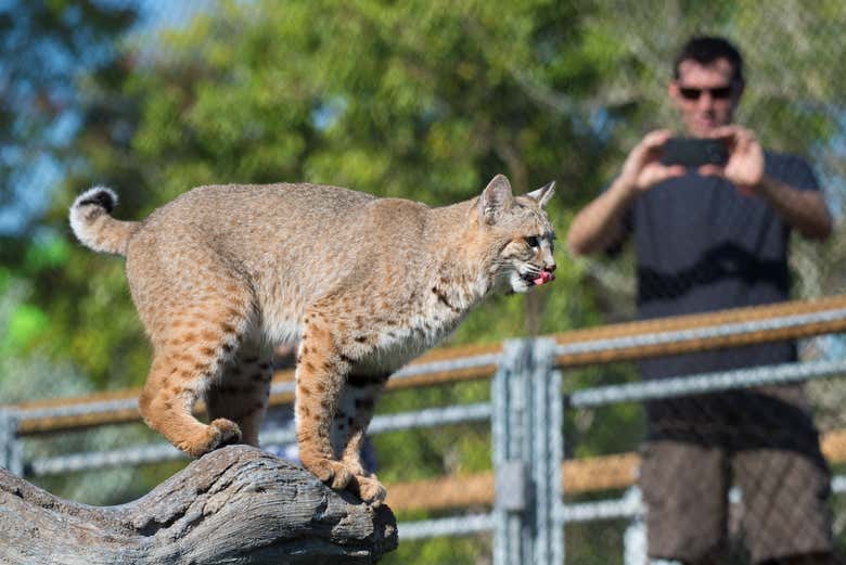 Um lince no Zoo Miami