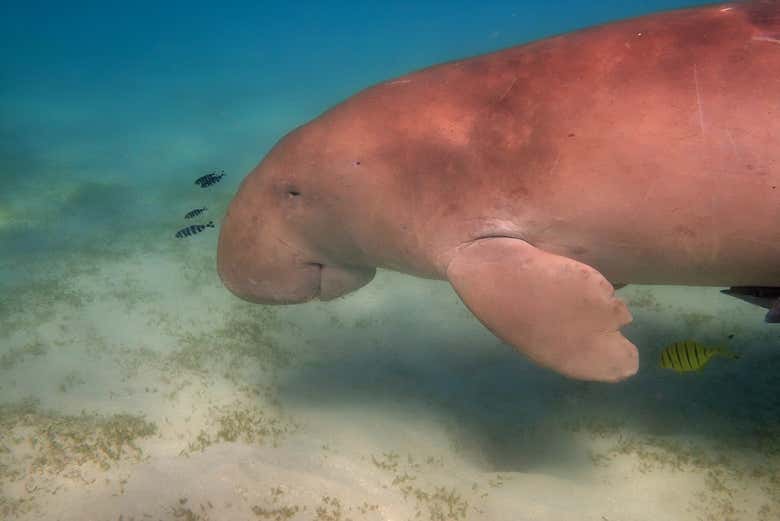 Un lamantin dans les eaux de Miami