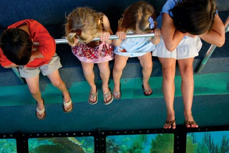 Il fondo trasparente della barca