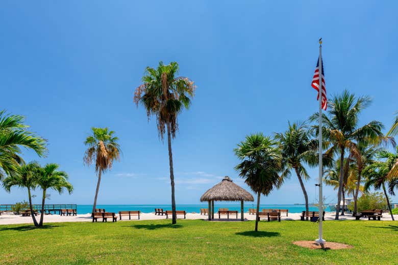 Palmiers sur l'île de Key Largo