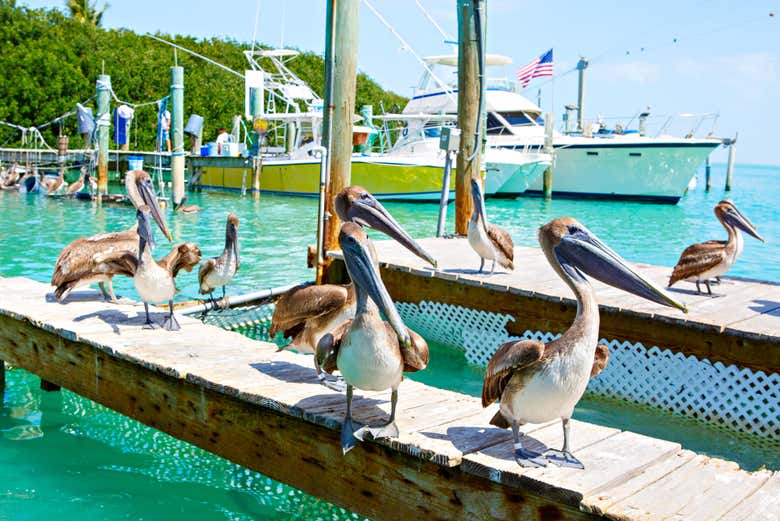 Pélicans dans le port d'Islamorada