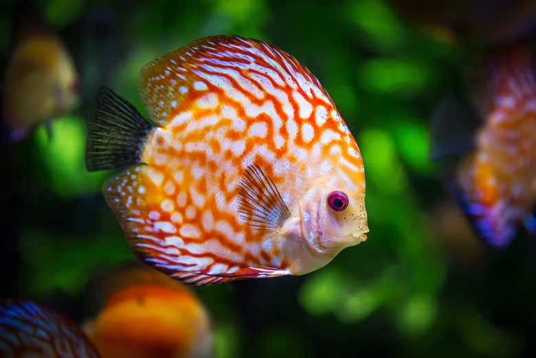 L'un des poissons que vous verrez en faisant du snorkeling