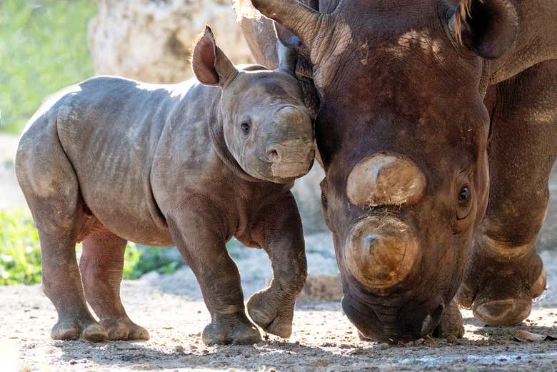 Um bebê rinoceronte no Zoo Miami