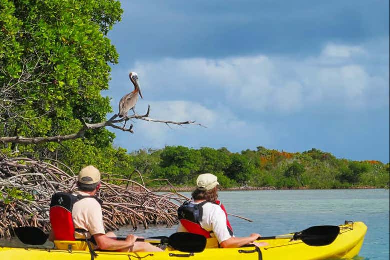 Descubriendo la fauna local durante la travesía