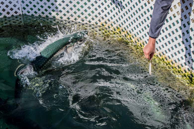Nourrissez des tarpons à Islamorada