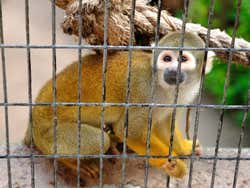 Jungle Island, monkey