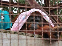 Jungle Island, orangutan