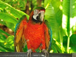 Jungle Island