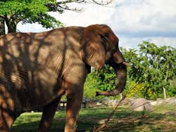 Miami Metrozoo, elephant