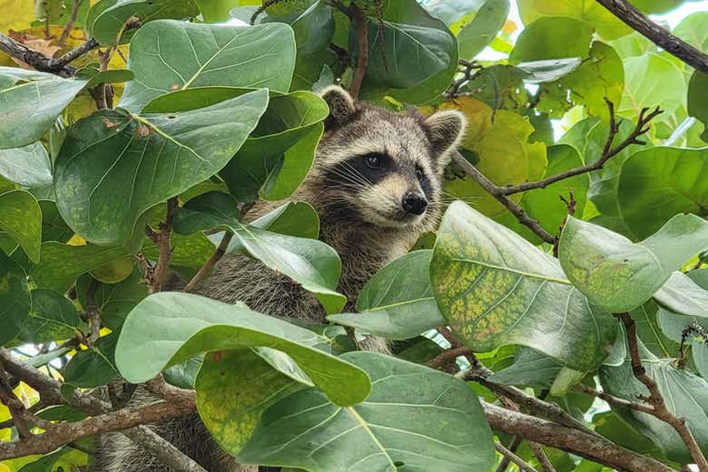 Visitaremos la famosa isla de los mapaches en Miami