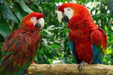 Jungle Island