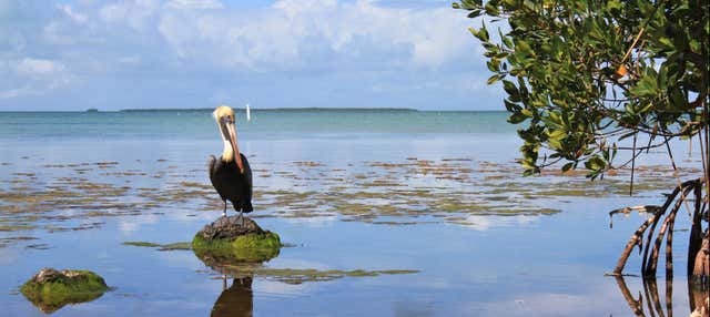 Excursión a los Everglades + Paseo en barco por Las Casas de los Famosos
