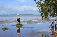 Everglades + Boat & Celebrity Houses Tour