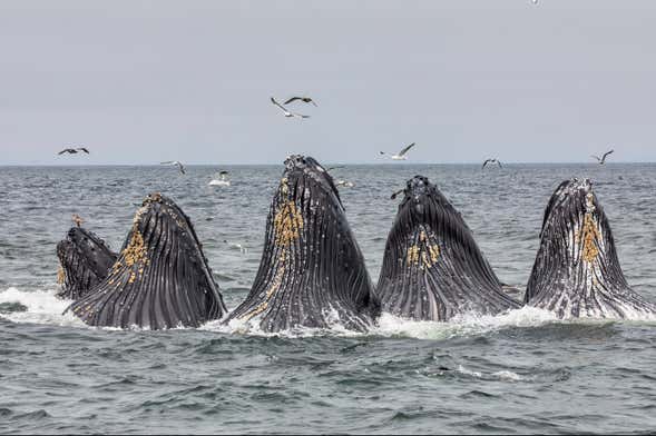 Avistamiento de ballenas en Monterrey