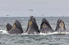 Avistamiento de ballenas en Monterrey