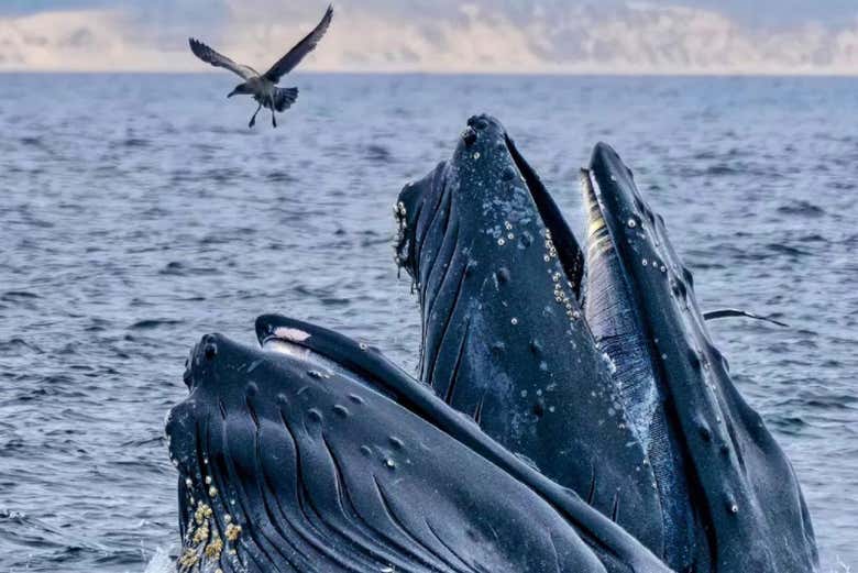 Viendo ballenas en Monterrey