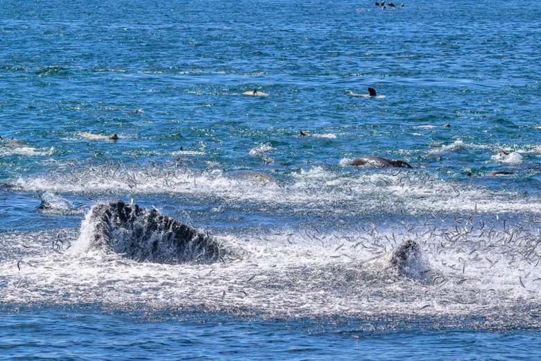Una ballena emergiendo a la superficie 