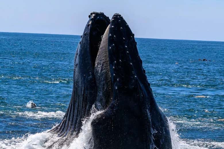 Ballenas en la costa de California