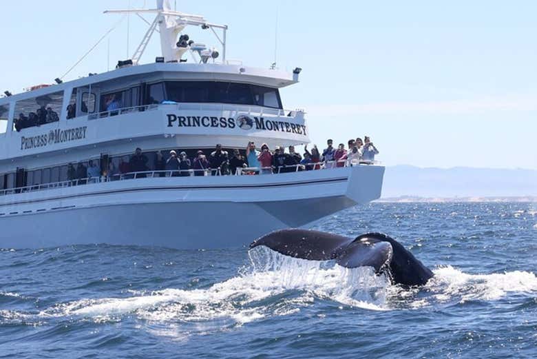 Avvistamento delle balene dalla barca