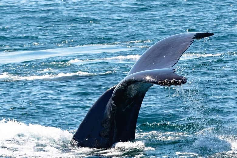 Una cola de una ballena 