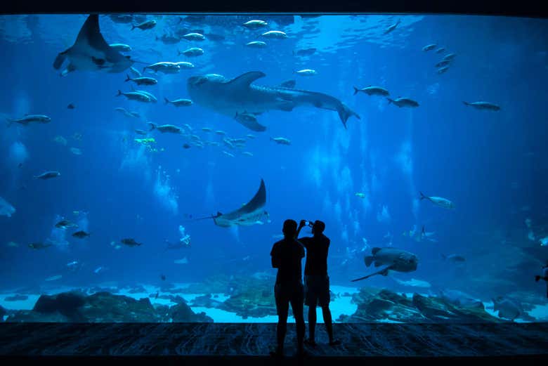 Biglietti per il Bay Aquarium di Monterey Biglietti per il Bay Aquarium di Monterey