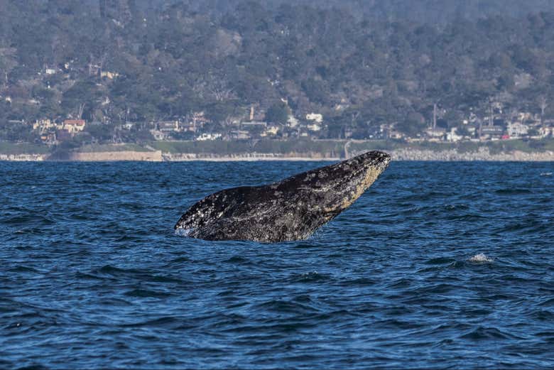 Una balena sulla costa della California